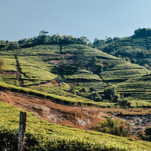 a lush green hillside covered in lots of trees